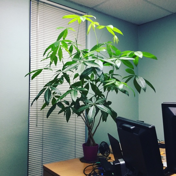 Meet your Posher, Maria - Picture 1 of 2